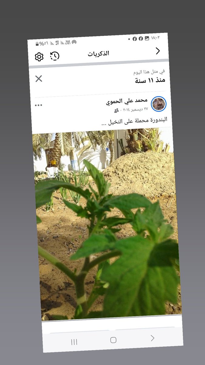 تحميل النخيل بالخضار أو الاعلاف ...