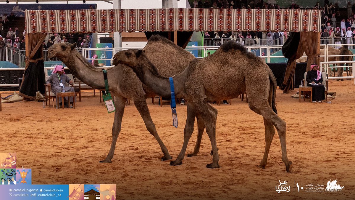 ٰالبتول مطيريا tweet media