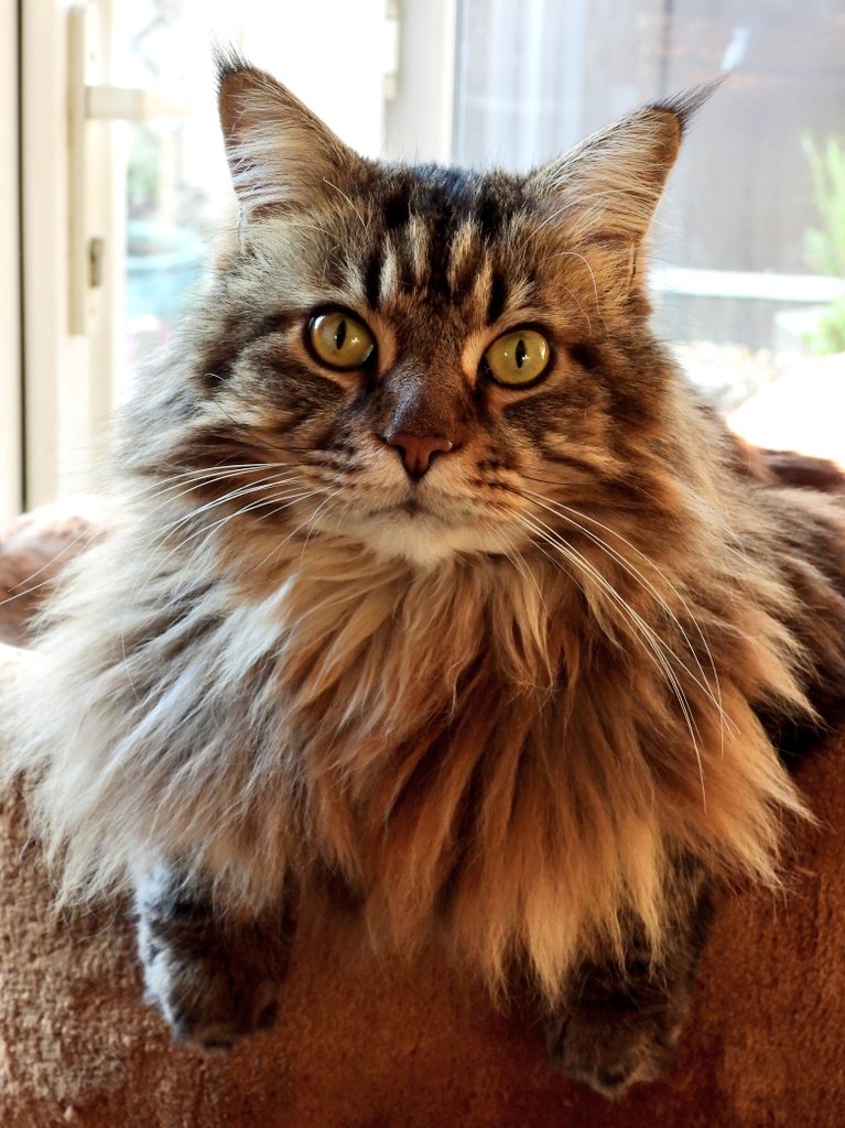 Seymour wishing everyone a very happy #Caturday.