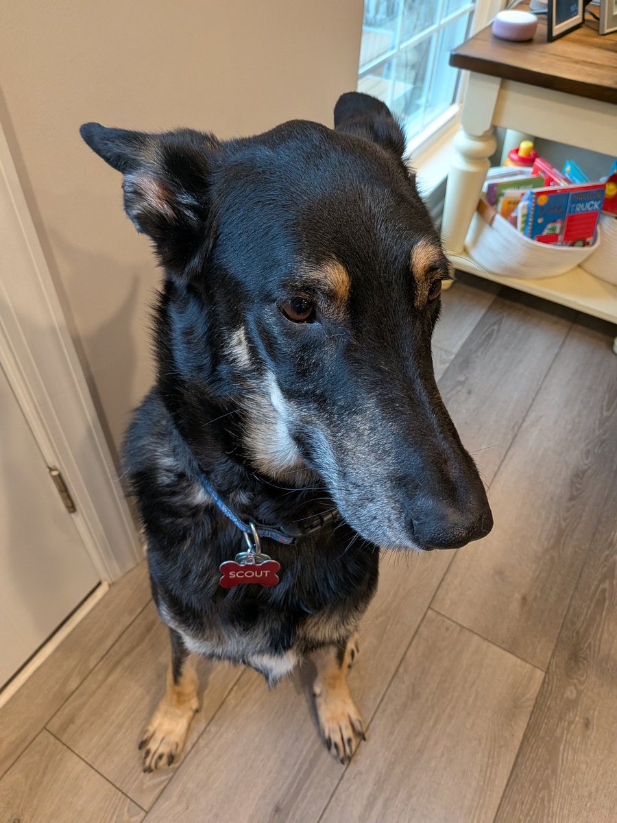 My family is doing Christmas today so everyone has to say merry Christmas to Scout.