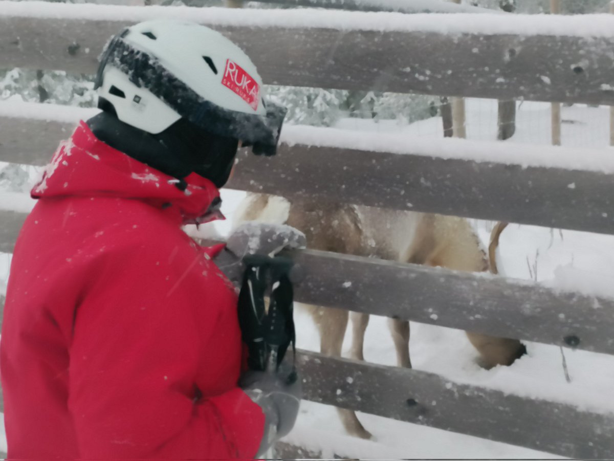 Oivangin paliskunnan suorittava porras vetonaulan tehtävässä #poro <a href="/rukaskiresort/">Ruka Ski Resort</a>