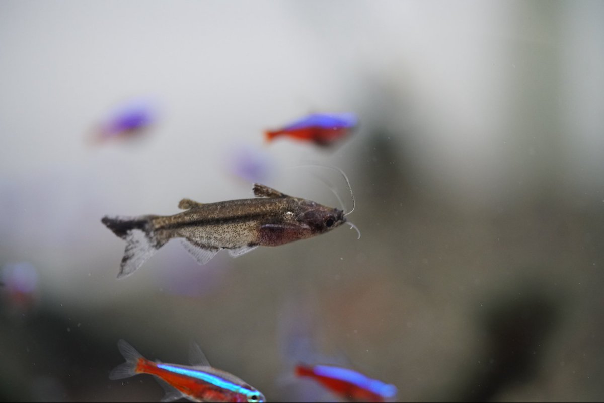 GreenNote777's tweet image. 2025年ラストの熱帯魚入荷が完了いたしました！
今年は28日の日曜日までの営業となります。
厳しい中、支えてくださり感謝しております。
また、来年も弛まず頑張ってまいりますので、どうぞよろしくお願い申し上げます。
2026年は1月4日の日曜日より営業させていただきます。
green-note.info/category/newar…