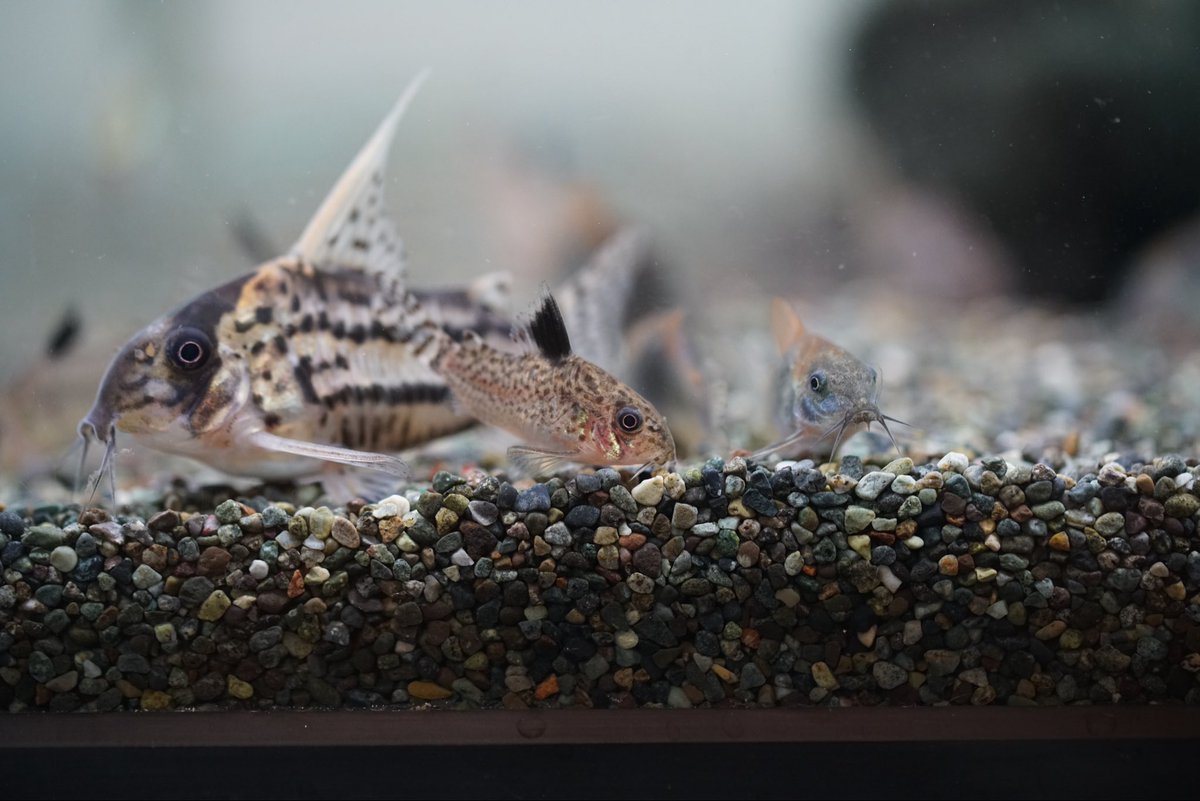 GreenNote777's tweet image. 2025年ラストの熱帯魚入荷が完了いたしました！
今年は28日の日曜日までの営業となります。
厳しい中、支えてくださり感謝しております。
また、来年も弛まず頑張ってまいりますので、どうぞよろしくお願い申し上げます。
2026年は1月4日の日曜日より営業させていただきます。
green-note.info/category/newar…