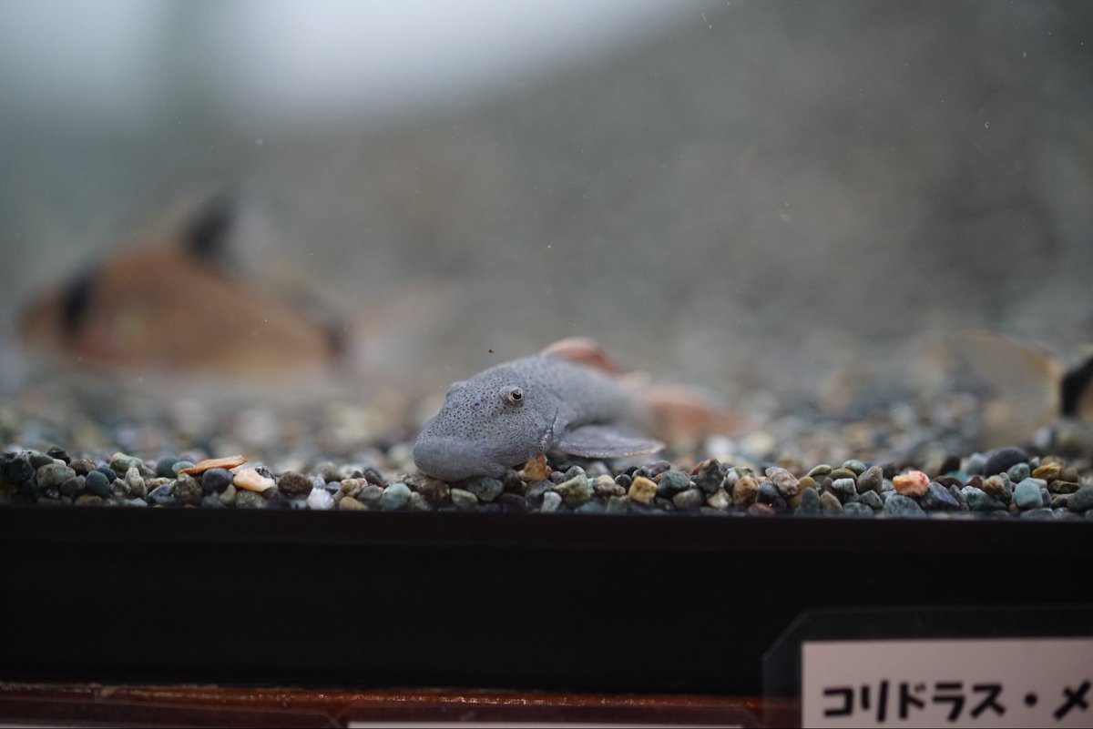 GreenNote777's tweet image. 2025年ラストの熱帯魚入荷が完了いたしました！
今年は28日の日曜日までの営業となります。
厳しい中、支えてくださり感謝しております。
また、来年も弛まず頑張ってまいりますので、どうぞよろしくお願い申し上げます。
2026年は1月4日の日曜日より営業させていただきます。
green-note.info/category/newar…