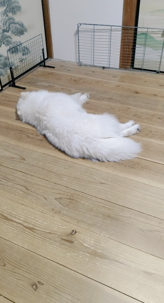 きょうのいぬ❄🐶