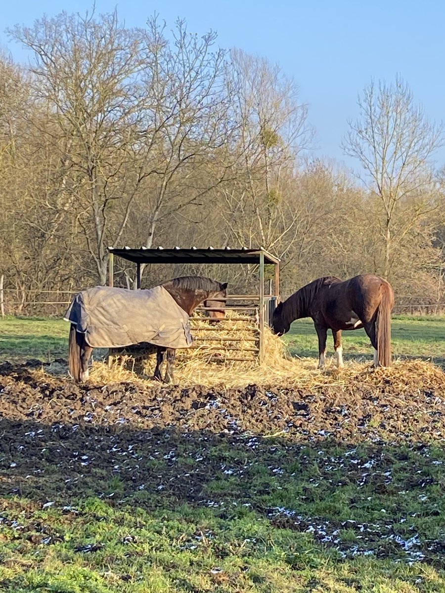 Paisible #campagne #cheval #chevaux #village