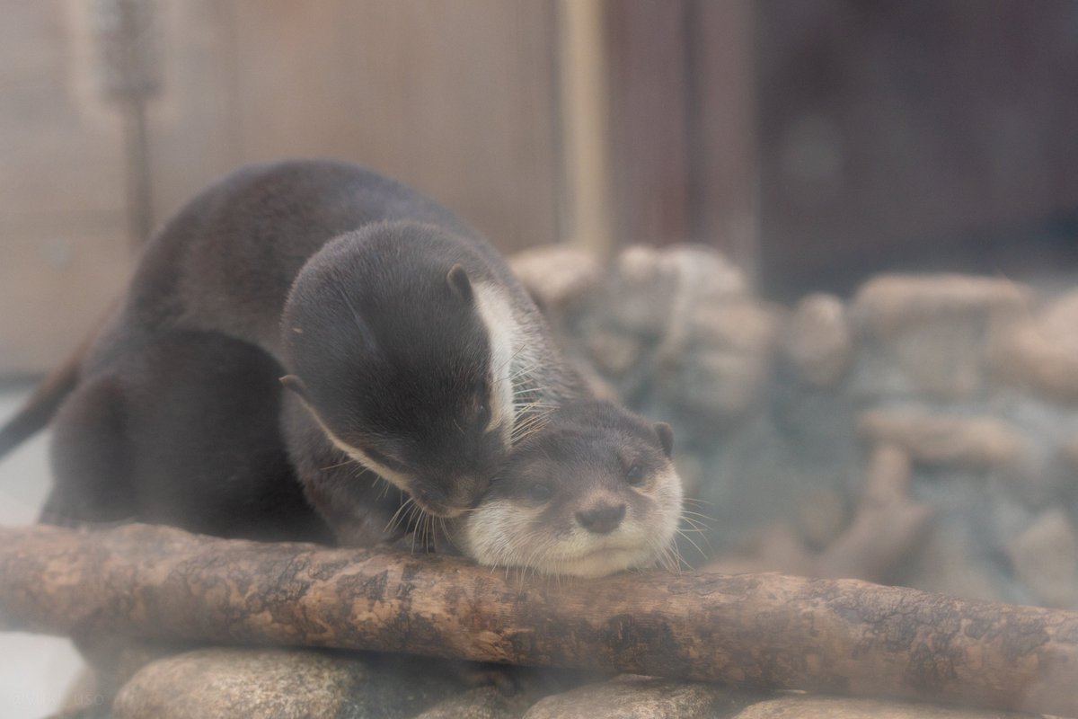 カワウソページ ゆきうそ (@yuki_uso) / Posts / X