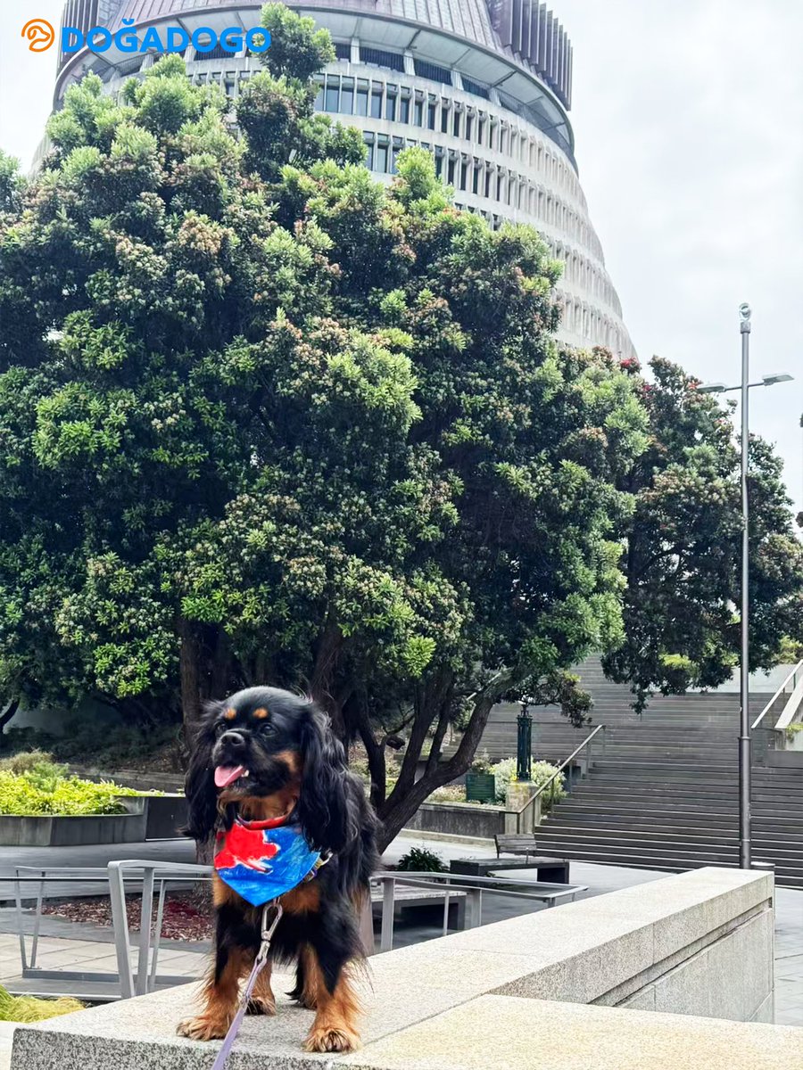 dogadogo2023's tweet image. Wellington fan photos are in 🇳🇿🌍
From Parliament’s blue skies to the winds of Mt. Victoria—our little travelers are wearing the DGDG Artist Series, turning city streets into a moving canvas.
DGDG is showing up in more countries and cities every day.

#DGDG #DOGADOGO