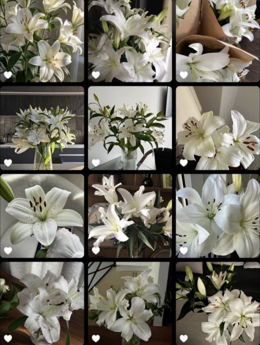 i3Moment's tweet image. Lilies