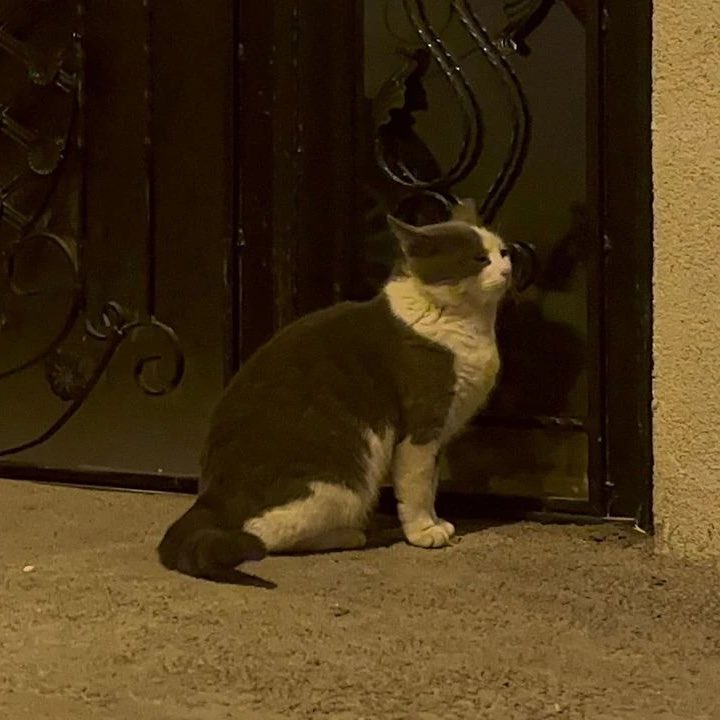 🔴 Evcil hayvanını sokağa bırakanlara 1 Ocak’tan itibaren 86.350 TL ceza uygulanacak.