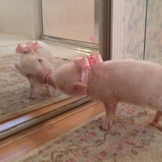 🐶🐷 tweet media