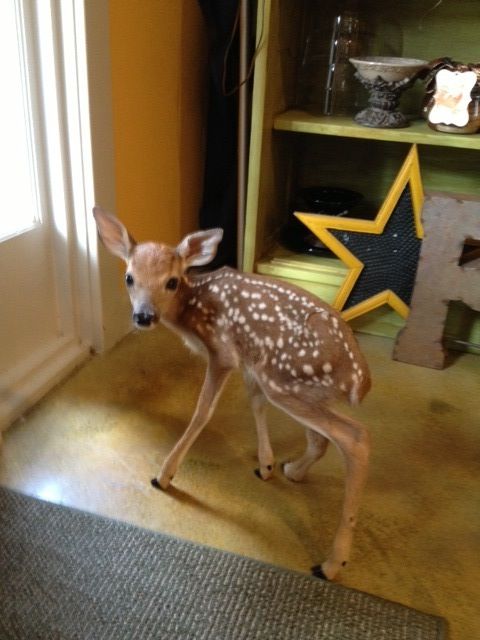 DeerEncounters's tweet image. 