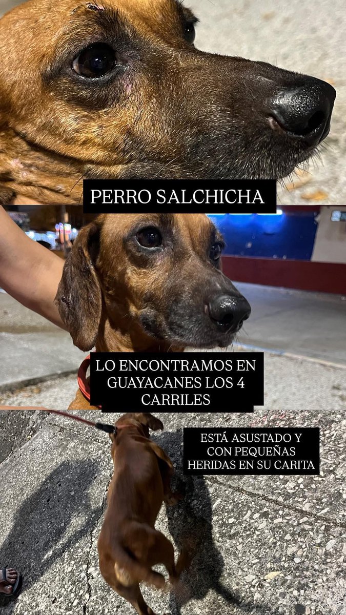 Cazandoimberbes's tweet photo. Guayaquil RT urgente 🚨 por favor @DiegoSpotorno @williamludena @Silviafabara @guillen_blanchy @flacaguerrerog @radiocentroec @Blankimonki lo rescataron pero no pueden tenerlo mucho tiempo más https://t.co/5qfqDyucRS