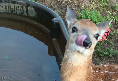 DeerEncounters's tweet image. 