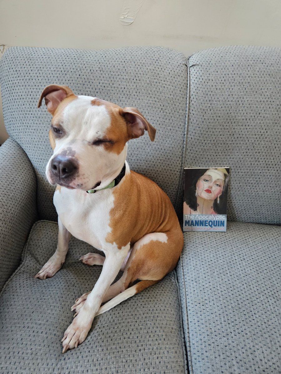 The dog thinks you should buy <a href="/SWytovich/">Stephanie M Wytovich: Updates Only⚰️</a>'s poetry off our website. 
carpelibrumbaltimore.com