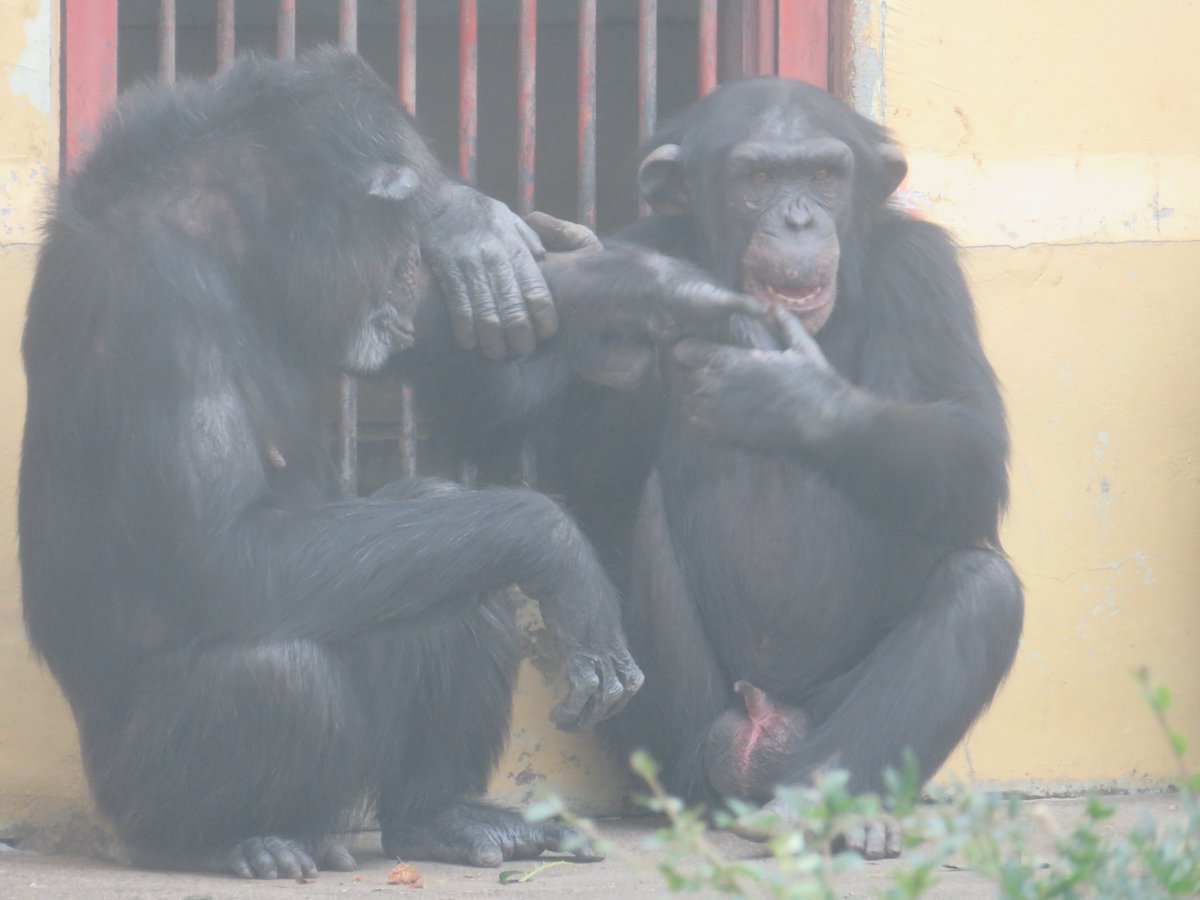 kosen チンパンジー親子 京都市動物園】チンパンジー親子 ローラとロジャー Kyoto City Zoo