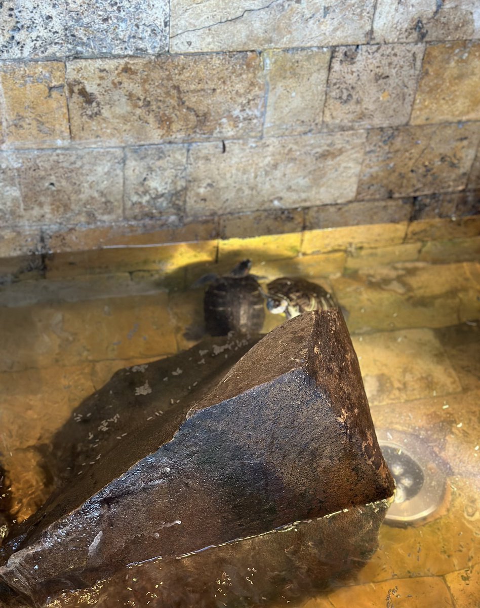 Kuroroll7's tweet image. اسفه نمق..

بس السلاحف تسد النفس شيلوها💔💔💔