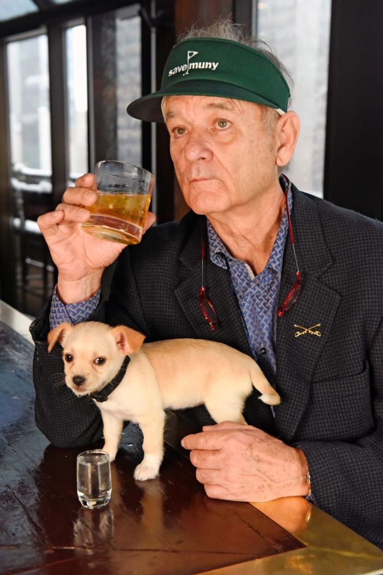 BoylanRoger's tweet image. Bill Murray with Buttercup, a rescue puppy. "I'm suspicious of people who don't like dogs, but I trust a dog when it doesn't like a person," said Murray.