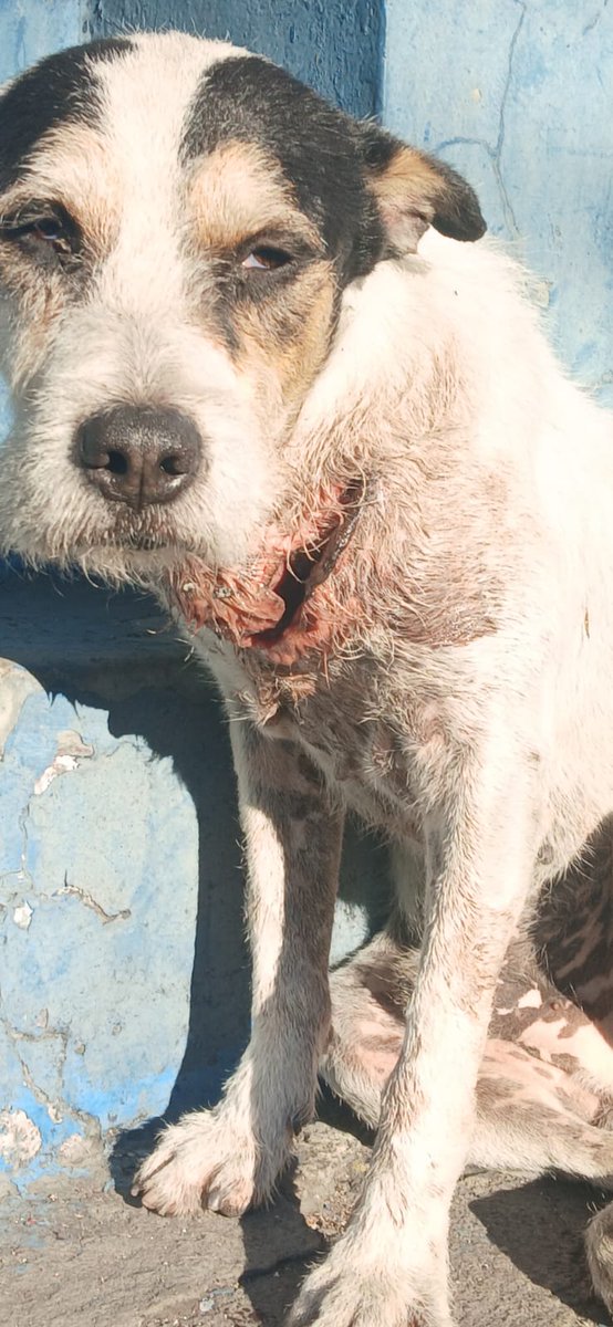 Usr_SisMan's tweet photo. @ibaelsalvador Buenos días
Por favor necesitamos de su ayuda 🙏
Un perito callejero que abandonaron hace unos días,  le pasamos dejando un poco de comida, duerme en la calle, lo lastimaron con algo filoso 
Solamente uds pueden salvarlo. En verdad necesitamos de su ayuda por favor https://t.co/ixG976WExd
