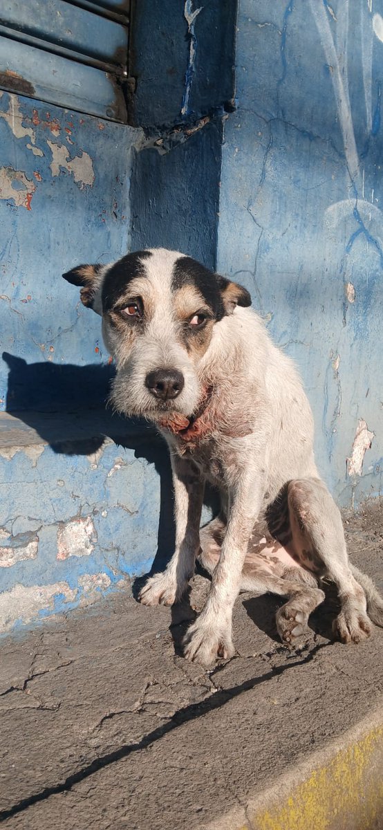 Usr_SisMan's tweet photo. @ibaelsalvador Buenos días
Por favor necesitamos de su ayuda 🙏
Un perito callejero que abandonaron hace unos días,  le pasamos dejando un poco de comida, duerme en la calle, lo lastimaron con algo filoso 
Solamente uds pueden salvarlo. En verdad necesitamos de su ayuda por favor https://t.co/ixG976WExd