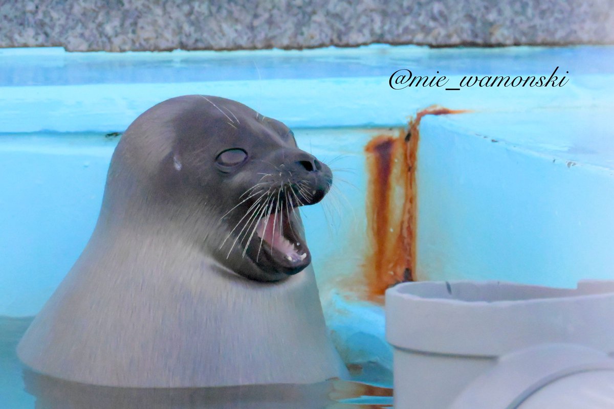 🦭そー🦭 (@azarashi2naru) / Posts / X