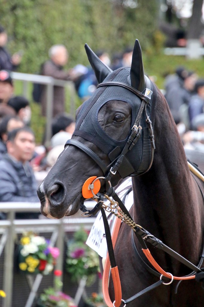 ウオッカちゃん レース見直したら悔しいなぁ、、何とか勝てなかったかな