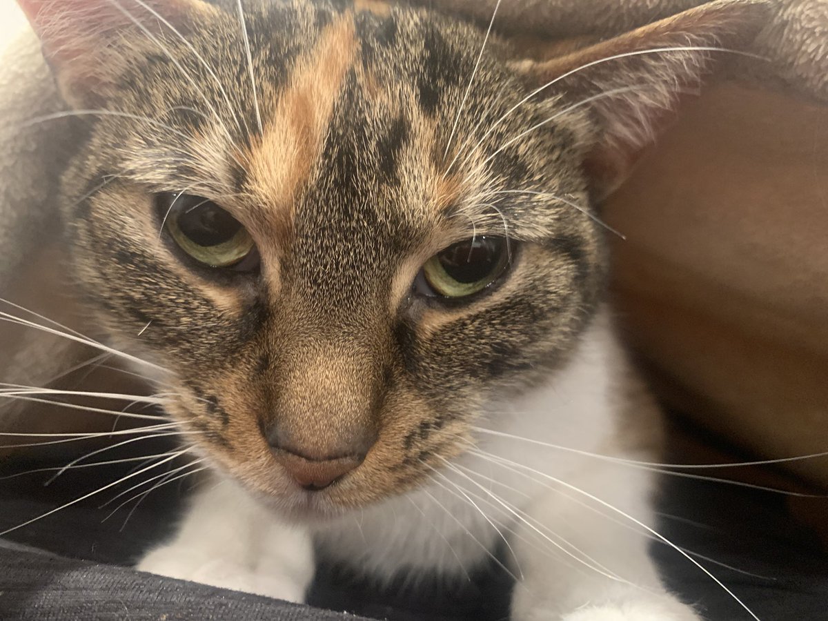 KoopaBound's tweet image. 