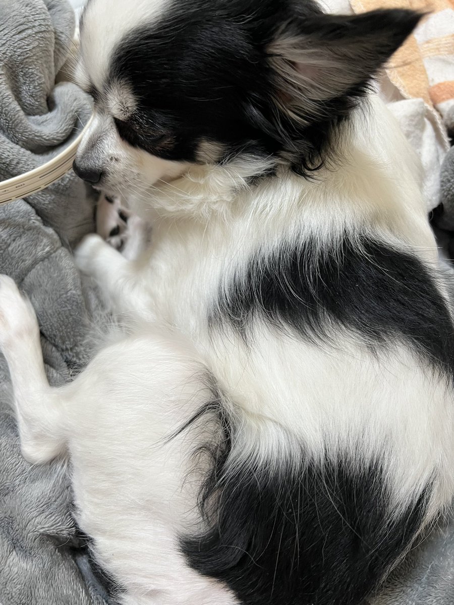 チワワハラスメント。 電気毛布2枚ともww イヌはいいよぉ。 無償に懐い