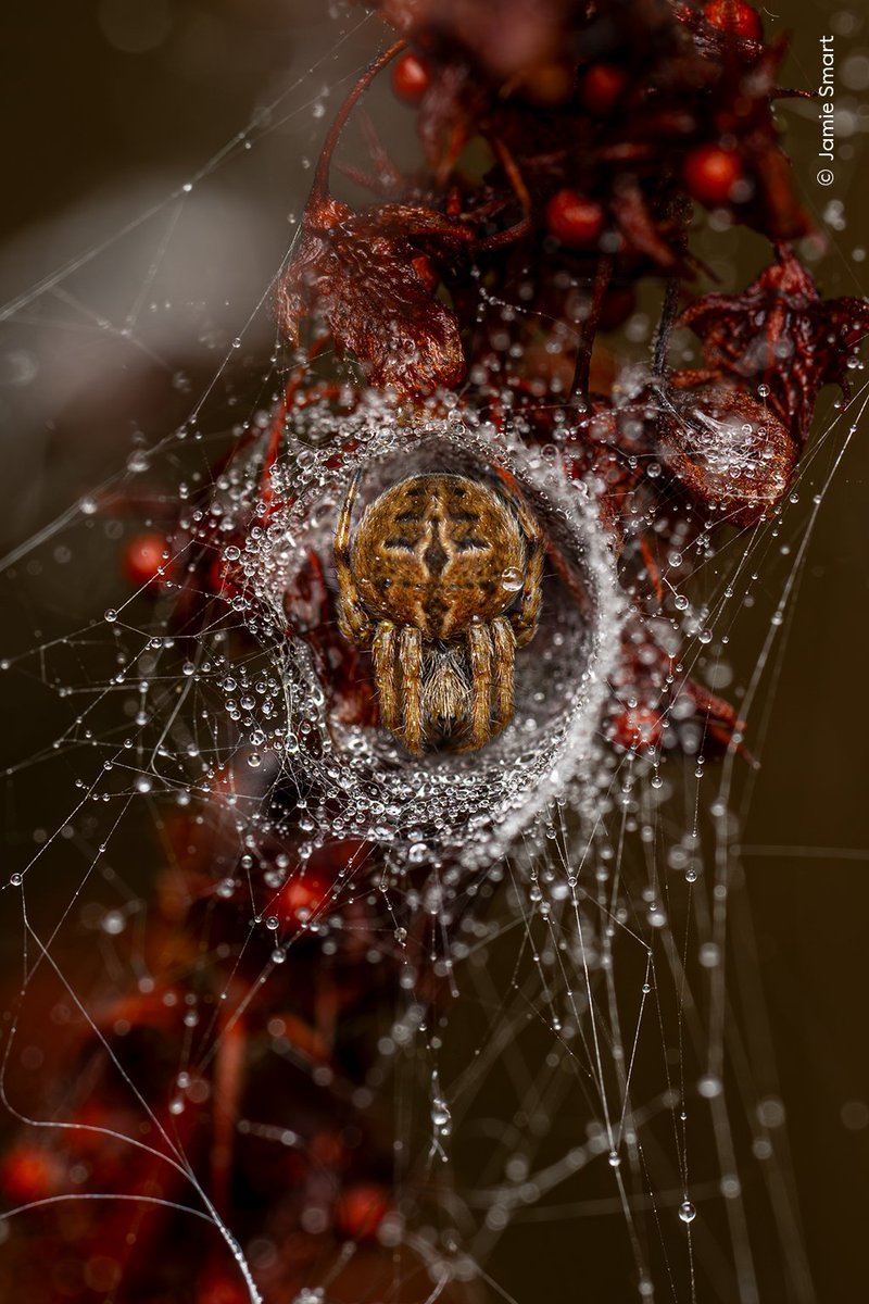 Cultination1's tweet image. 📸🕷️À SEULEMENT 10 ANS, ELLE A REMPORTÉ LE PRIX DE LA MEILLEURE PHOTO ANIMALIÈRE DE L'ANNÉE 2025 DANS SA CATÉGORIE 

À seulement 10 ans, Jamie Smart remporte le prix Wildlife Photographer of the Year dans la catégorie 10 ans et moins.

Elle capture une araignée dans sa toile…
