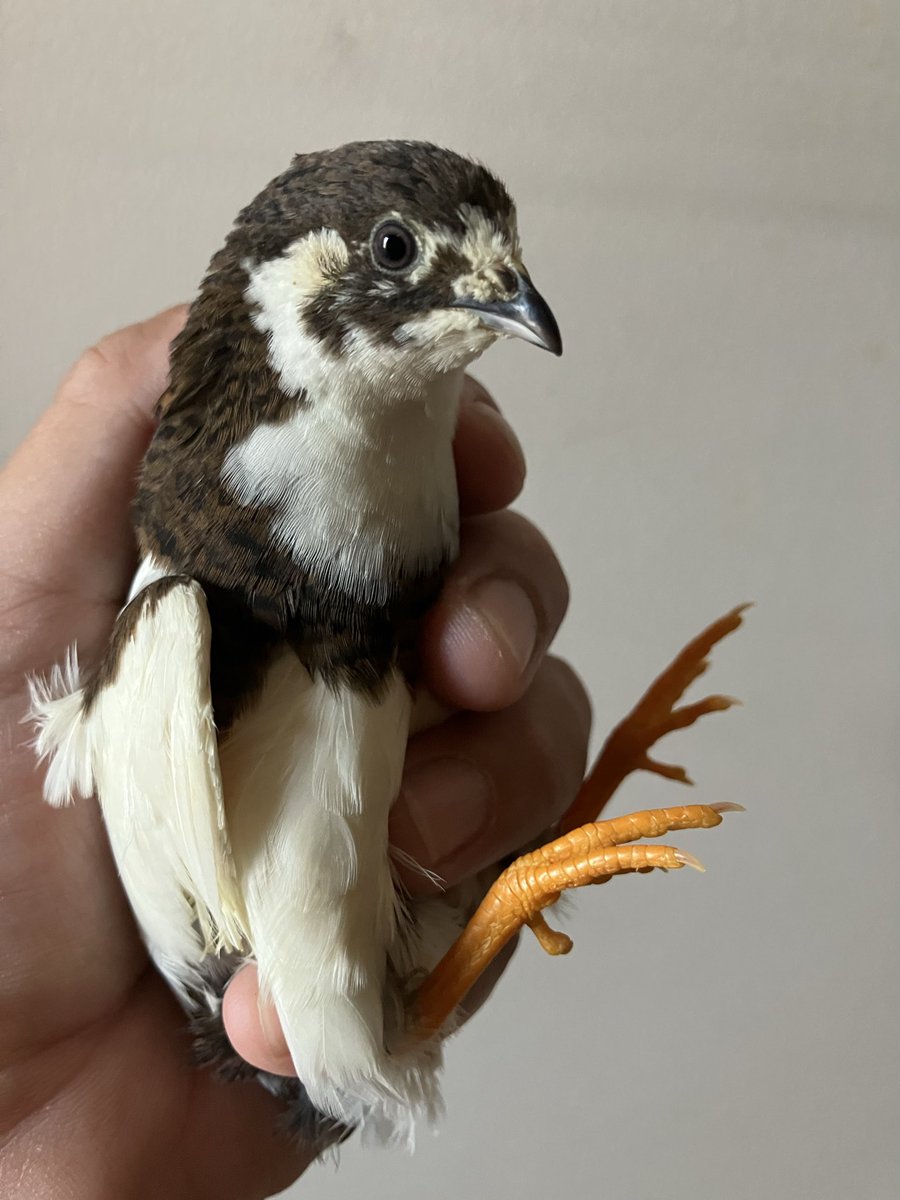 取引♡ エクストラパック 第13弾 ゼクステージ！ ｜ Z/X - Zillions of enemy