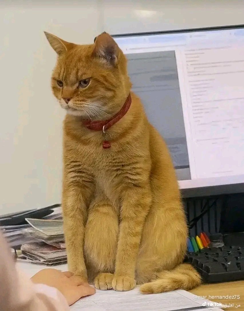 لمن تمشي تداوم يوم الجمعة 😐