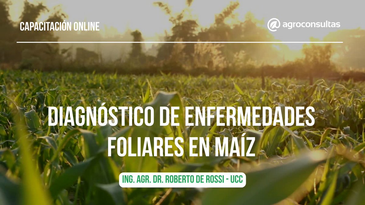 Información práctica y actualizada para tomar mejores decisiones 🌾🚀

🙋‍♂️ Ing. Agr. Dr. Roberto De Rossi
🌽 Conocer las enfermedades foliares de maíz, se hace hincapié en el ciclo del cultivo, la importancia de cuando se presentan las enfermedades

👉🏻 agroconsultas.online/E4oZbc