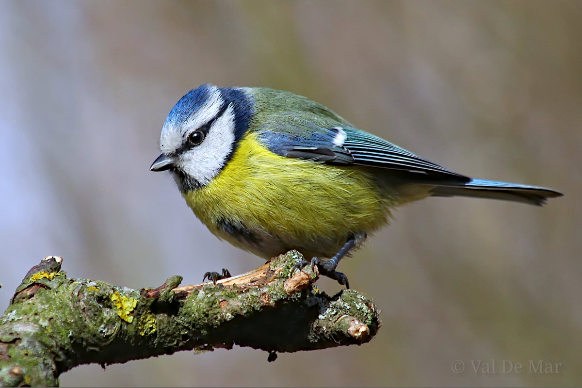 adamkow30260773's tweet image. Modraszka w scenerii wyjątkowo ponurej.