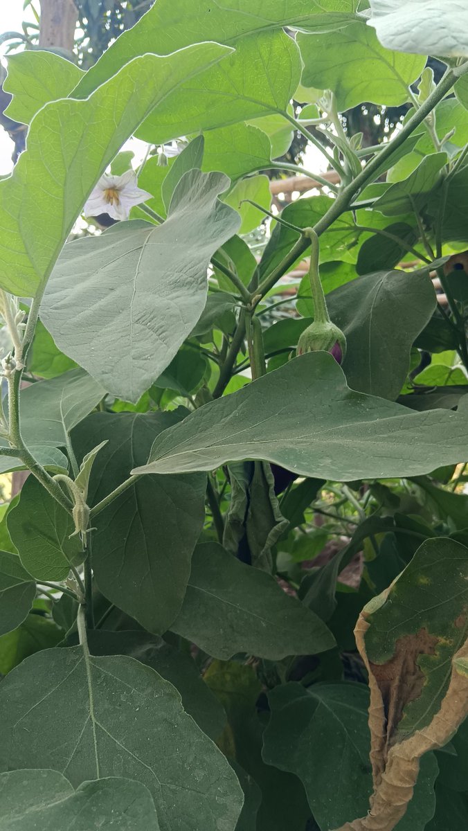 Sheetal Gamit tweet media