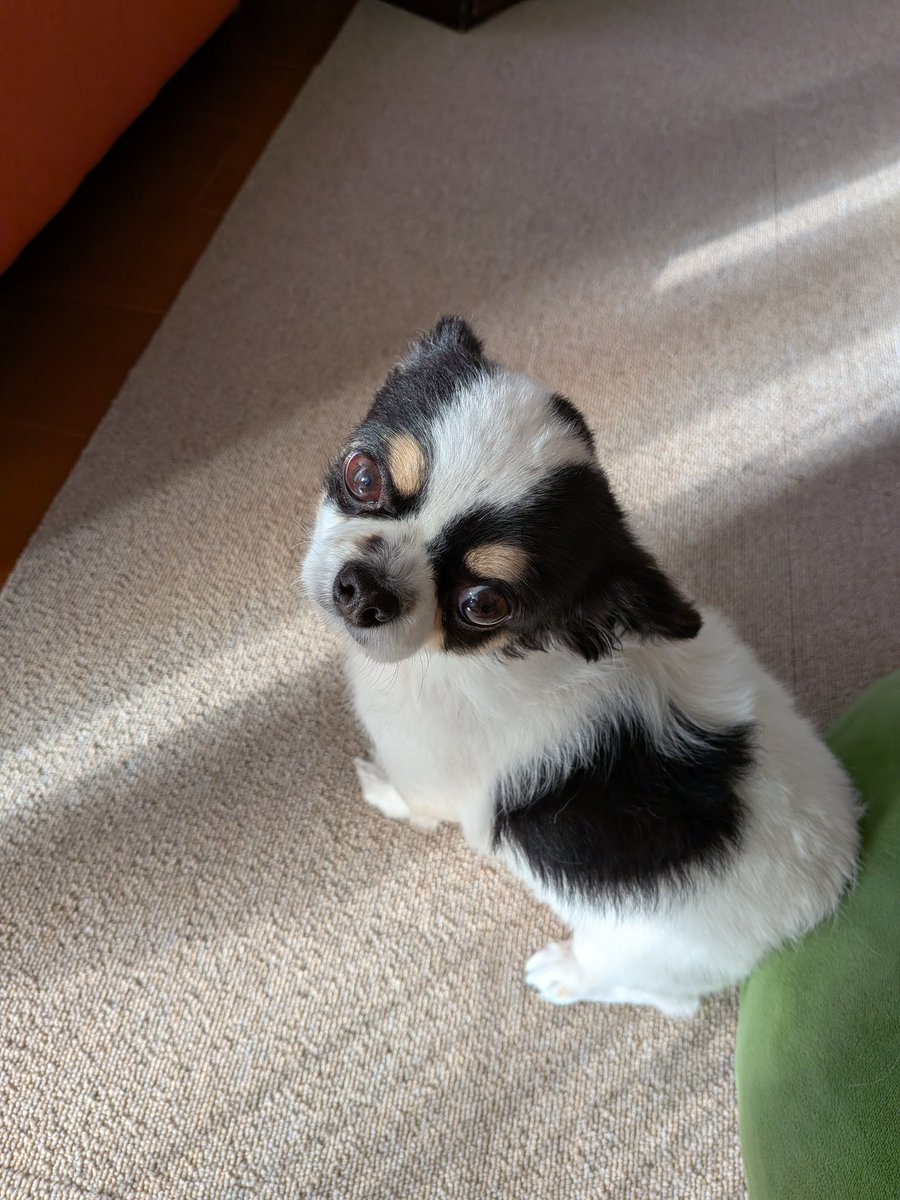 犬用 (@Y6w1erIZKKgi9fE) / Posts / X