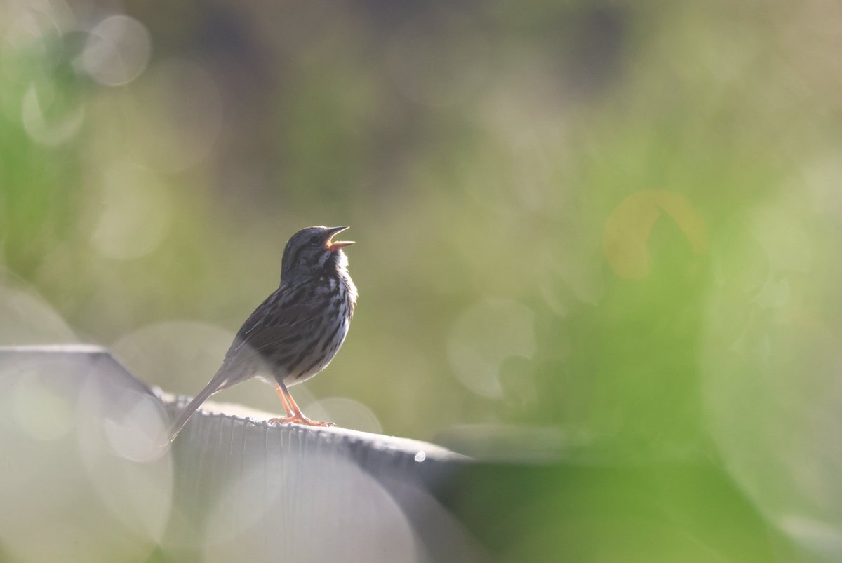 Mark Robertson tweet media