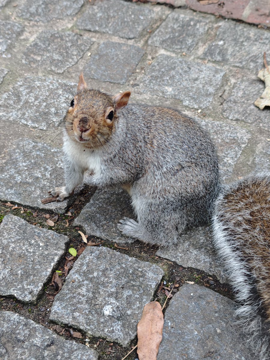 rydimer's tweet image. Chip y Chop