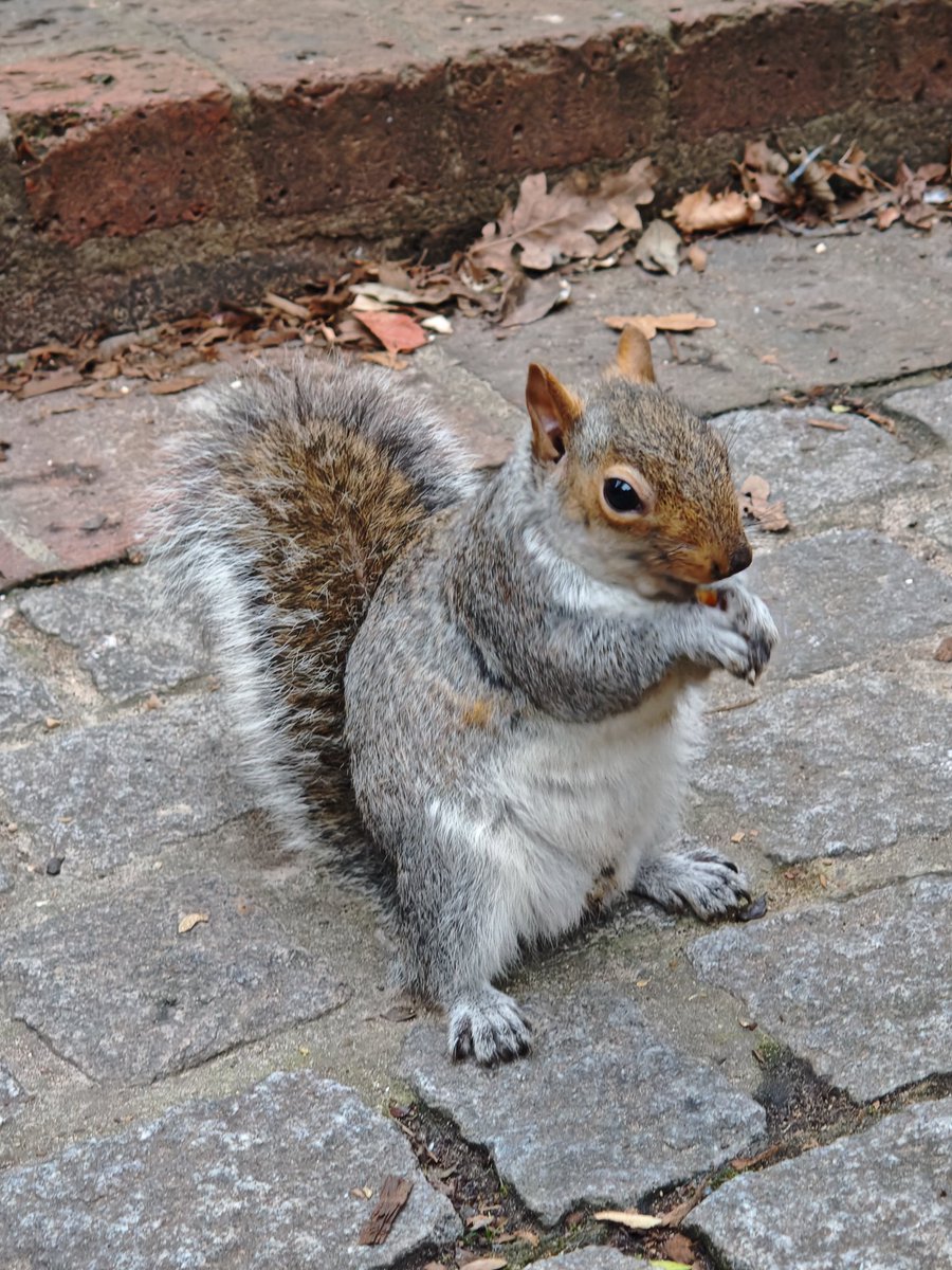 rydimer's tweet image. Chip y Chop