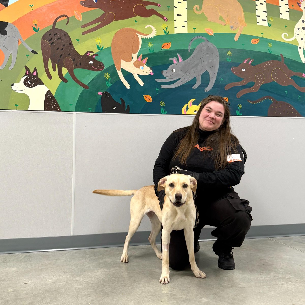 ASPCA's tweet image. PAWLING, NY 🎉We're thrilled to announce the opening of the ASPCA's Recovery &amp;amp; Rehabilitation Center! This 30k+ sq. ft. facility is dedicated to providing high-quality, integrated behavioral &amp;amp; medical care to animals rescued in partnership w/the NYPD. ➡️ aspca.org/news/aspca-ope…