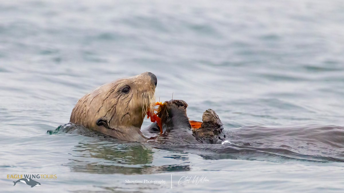 eaglewingtours's tweet image. Munch, munch, munch! More than 150 prey species are on the sea otter menu, including urchins, clams, mussels, snails, prawns, crab, squid and sea stars!
Showtime Photography
#Wild4Whales #SeaOtter #ExploreBC