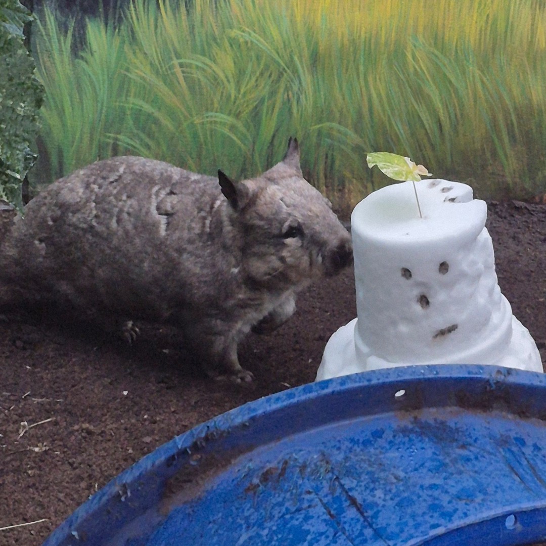 TheTorontoZoo's tweet photo. When the #snowTO arrives, curiosity follows βοΈβοΈ https://t.co/tHSAljxgKe