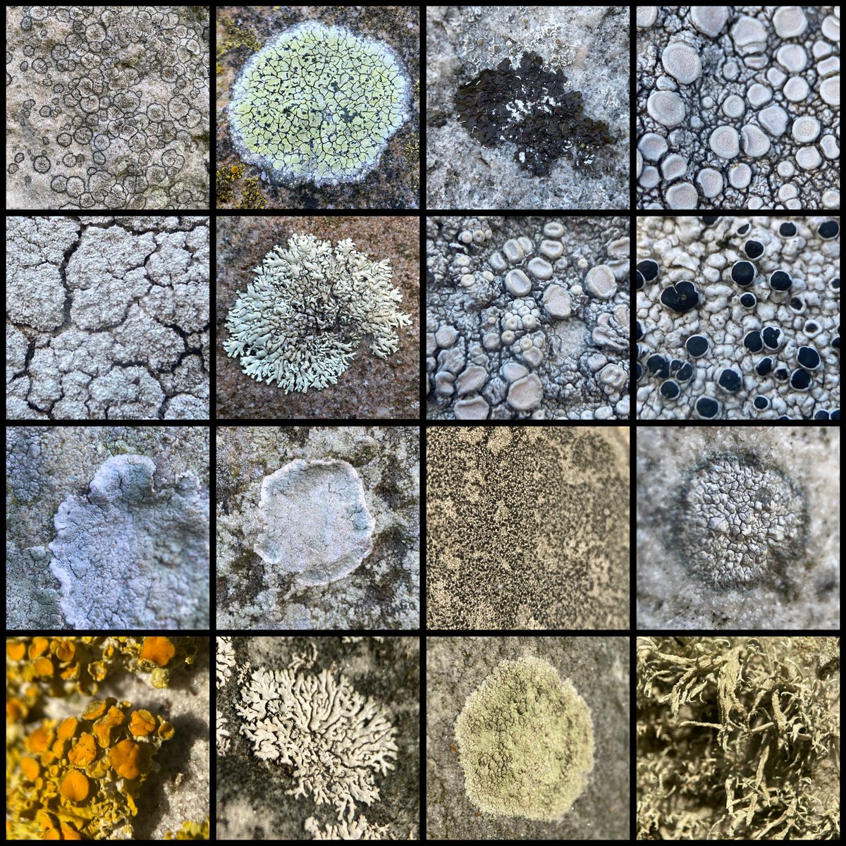StevePa46290725's tweet image. The lichens of Avebury looking lovely. A beautiful but very cold day. 27/12/25 #lichen #Avebury #stones