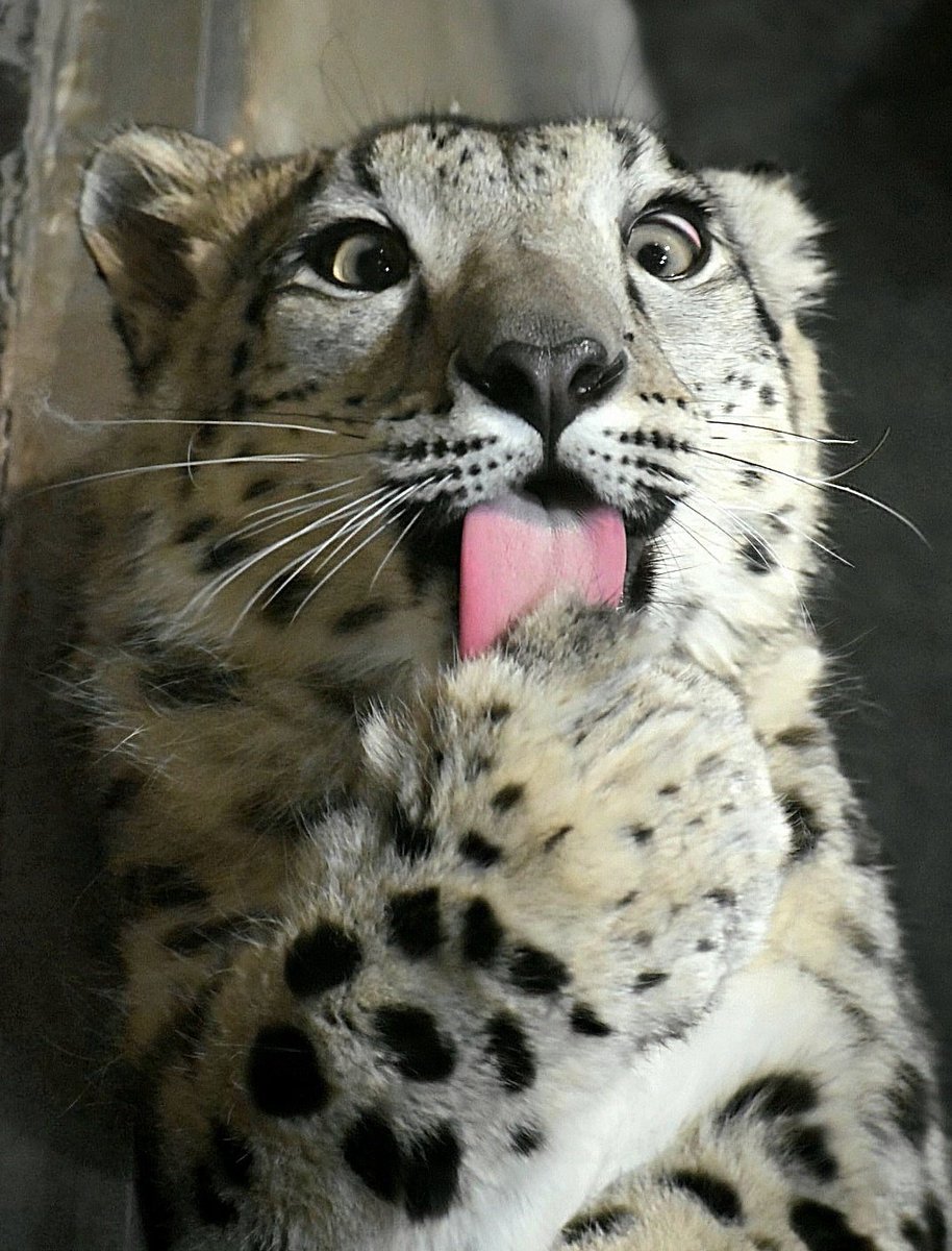 Nova_Namir's tweet image. Paws are awesome