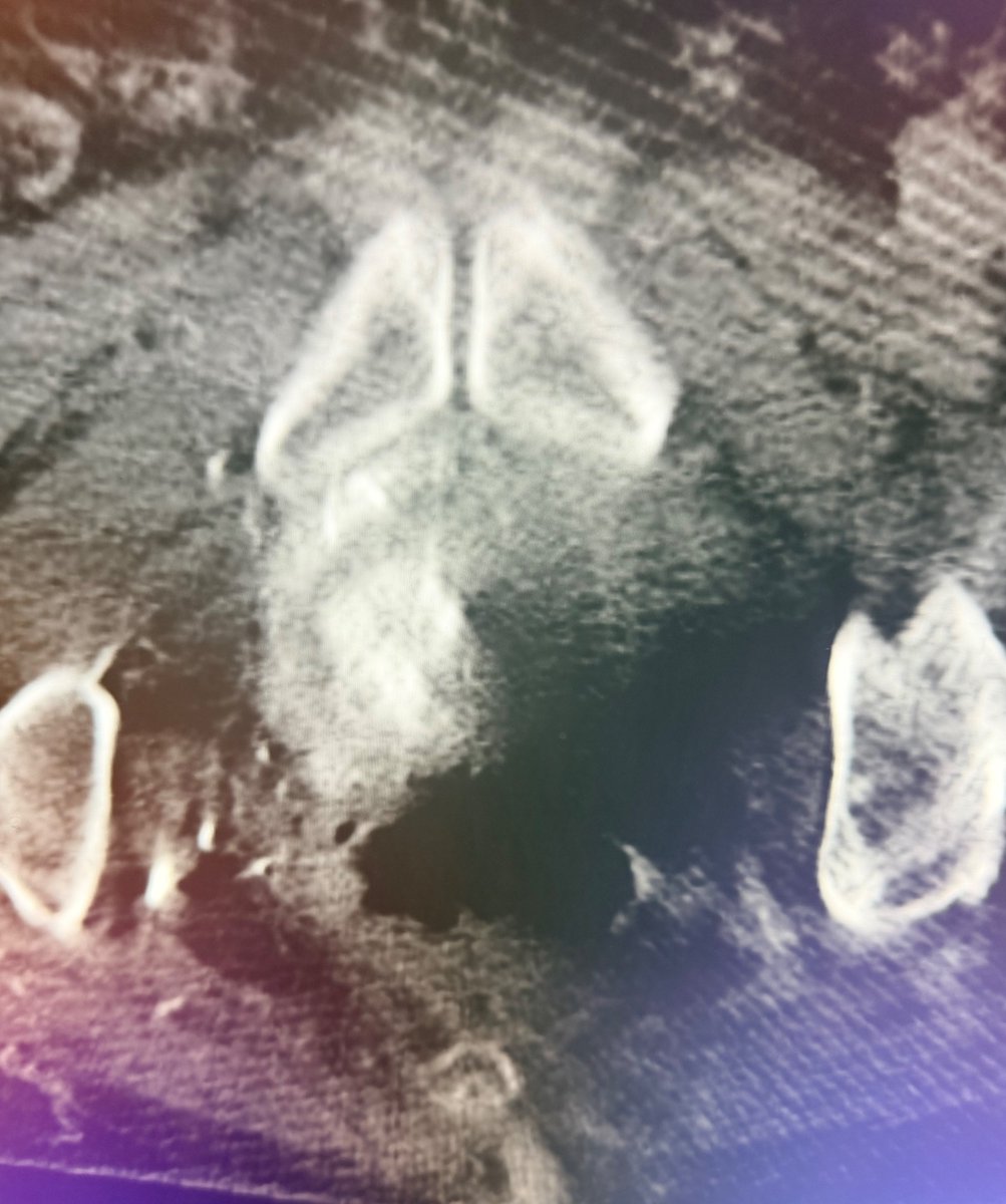 Austin Bourgeois tweet media