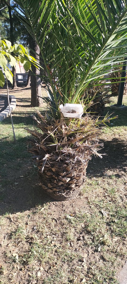 Los videojuegos me han enseñado que a veces los pollos asados pueden estar atrás de los ladrillos... Un unicel con comida en una palmera... ¡Verosímil!