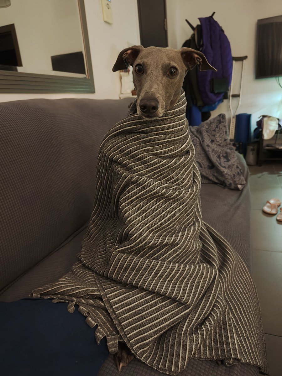 Пледиковое буррито 🌯 

Взрослая совсем мордочка такая стала. Ещё вчера был щенулик, а теперь собачек 🥹