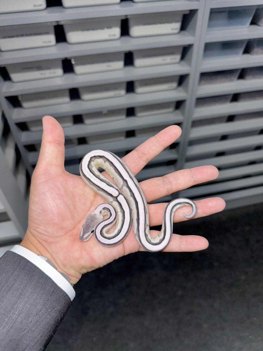 06shockwave (@06shockwave) / Posts / X