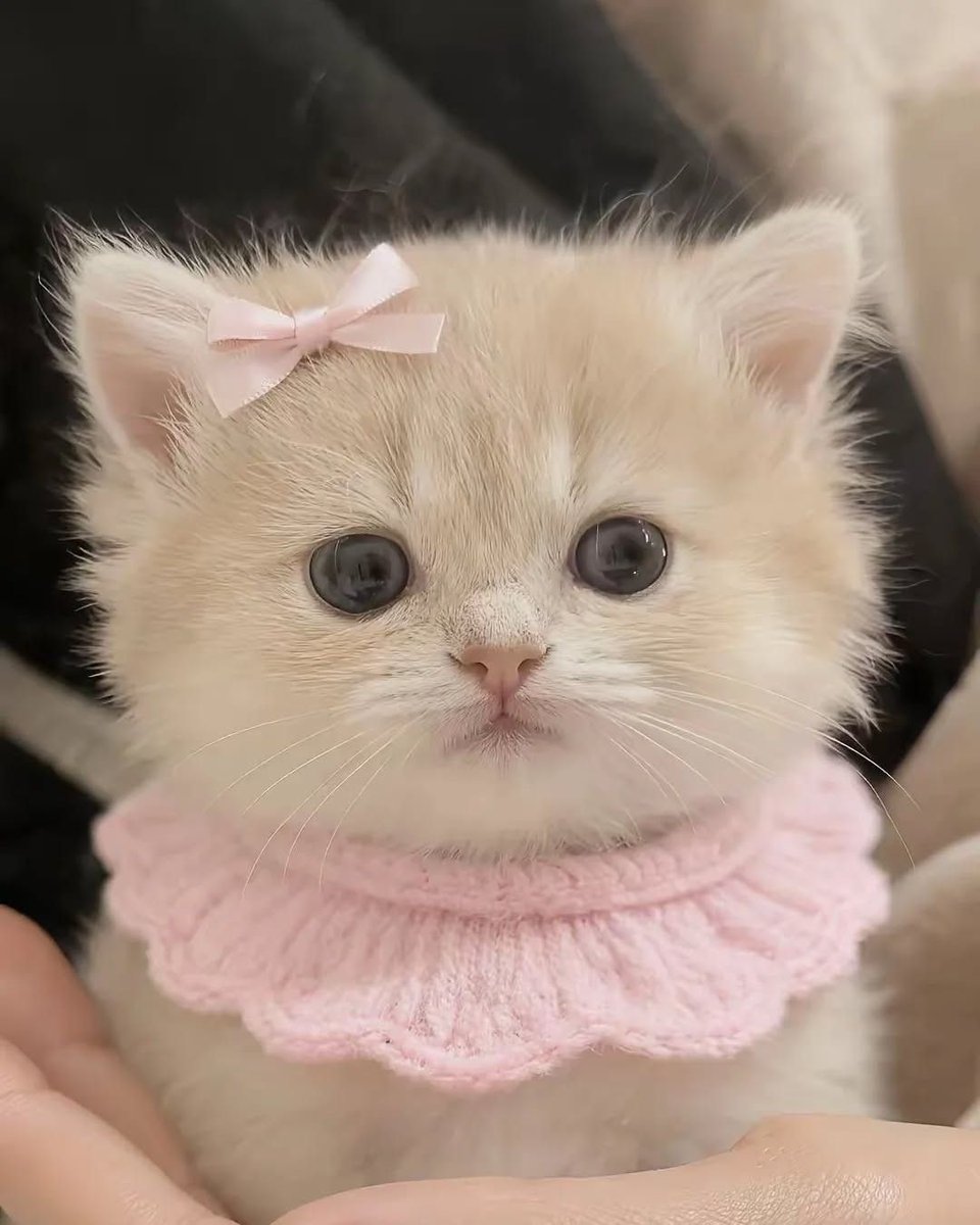 cutestscats's tweet image. 