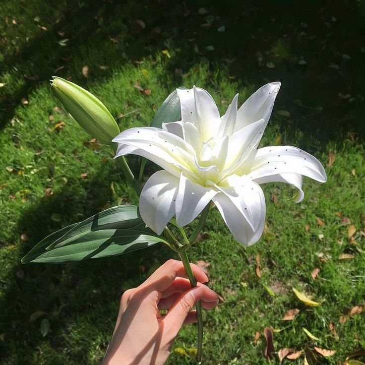 greenvibe's tweet image. 