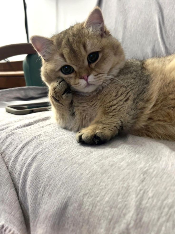 cutestscats's tweet photo. https://t.co/xnMIqI50QD